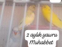 Yavru muhabbet kuşları