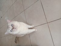 British shorthair blue point