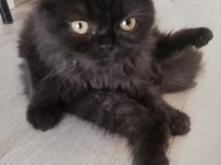 Siyah british longhair