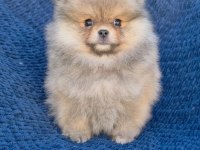 Ayı Surat Pomeranian Boo Parti Color