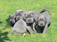 ÜST SEVİYE CANE CORSO YAVRULARI