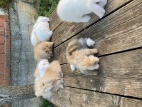 Hollanda Lop ve Teddy Lop Tavşan Yavrularımız