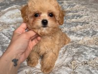 DÜNYA TATLISI MALTİPOO YAVRULARI 