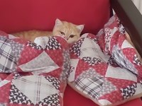 British Shorthair Golden 1 Yaşında Dişi
