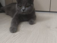 50 günlük Scottish fold ve British Shorthair