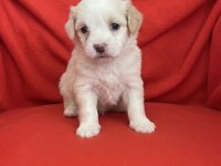 Wc eğitimli aşılı maltipoo bebekler