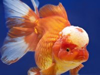 KEREVİT ORANDA LEPİSTES MACRAGANTA KÖPEK BALIĞI