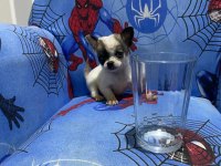 Chihuahua yavruları