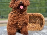 YETİŞKİN DİŞİ KORE BELGELİ POODLE LAR