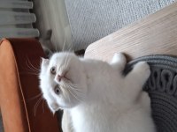 Beyaz Sevimli Scottish Fold Erkek Yavru