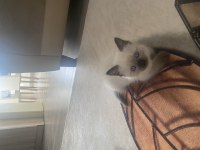 2 aylık siyam kedisi yavru dişi
