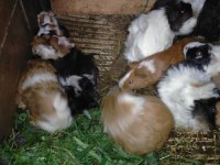 Büyük ve yavru guinea pig