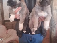 Kangal köpeği yavruları
