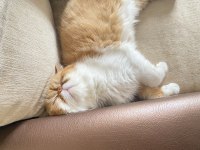 Exotic shorthair oğluma acil dişi aranıyor
