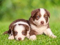 Ultra kalite border collie yavrularımız