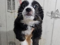 Fino - Pomeranian Kırması Yavrular
