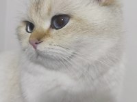 ŞECERELİ BRITISH SHORTHAIR NY1133