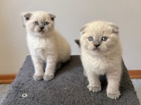 SAFKAN IRK VE SAĞLIK GARANTİLİ BEBEK KEDİLERİM