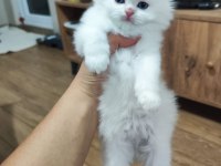 Show Kalite Scotish Longhair