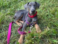 Evinizin neşesi doberman yavrular kapıda ödeme