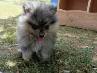 Pomeranian Köpeğimiz Uygun