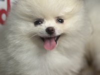 Ankranın En Güzel Pomeranian Ları Ziyarete Açık