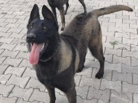 Safkan Belçika Malinois