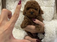 Kore poodle