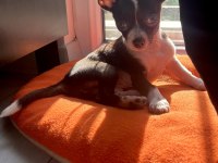 4 aylık chihuahua yavrumuz