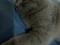 Akıllı ve uygun british shorthair