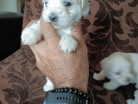 MİNİ MALTESE TERRİER YAVRULARI
