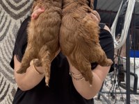 Poodle ayarında maltipoo yavrularım