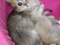 British longhair safkan yavrular