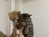 Adana içi acil sahiplendirme british shorthair melezi