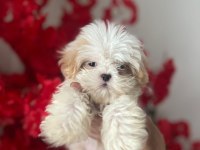 Muhteşem güzellikte beyaz shih tzu çocuğumuz