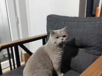 British Shorthair Ev Kedisi