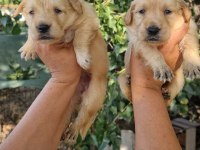 Baby face orjinal golden yavrular