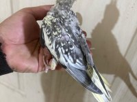 38 Günlük Konuşturmalık Bebek Sultan Papağanı