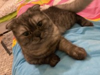 11 Aylık Gri Çizgili Scottish Fold