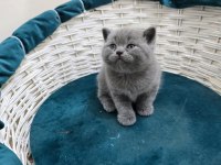 Yavru British Shorthairler