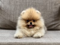 Pomeranian boo ırk garantili