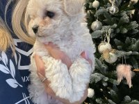 Maltipoo İle Evimize Neşe Katmaya Hazır mısınız