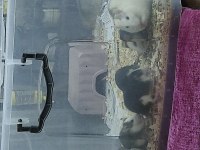 RAT FARESİ İNSANA ÇOK ALIŞIK
