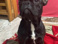 French bulldog kızımızı sahiplendirmek