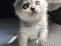 YAVRU SCOTTISH FOLD DIŞI KEDI