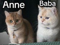 Dünyalar güzeli british shorthair yavrular