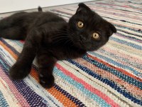 Yakışıklı scottish fold oğluma yuva arıyorum