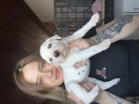Dalmaçyalı Köpeği Yavrular