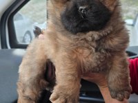 ÇİN ASLANI CHOW CHOW BEBEKLERİMİZ