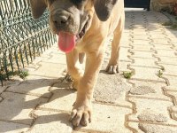DEV DİŞİ ASLAN CANE CORSO